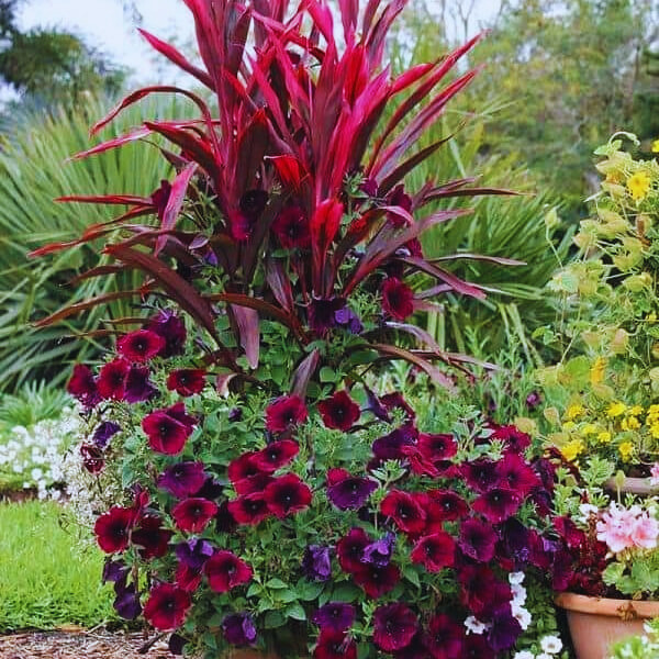 Vibrant garden planter filled with deep red and purple petunias and striking tall red foliage.