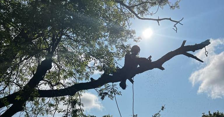 Burnham Tree Services