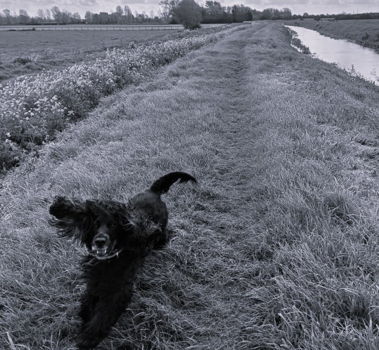 Dog running in field black and white