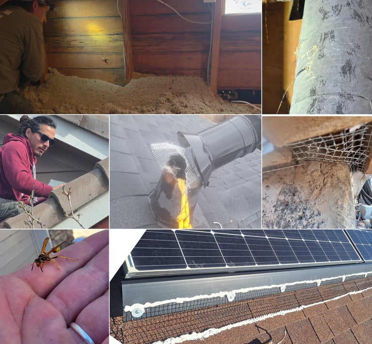 collage showing Alex in an attic with a raccoon, rodent trailing marks, an animal lifeline, etc.