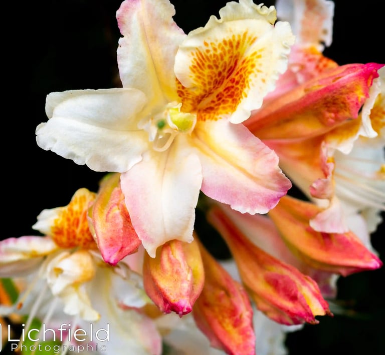 Azalea at Alnwick Garden