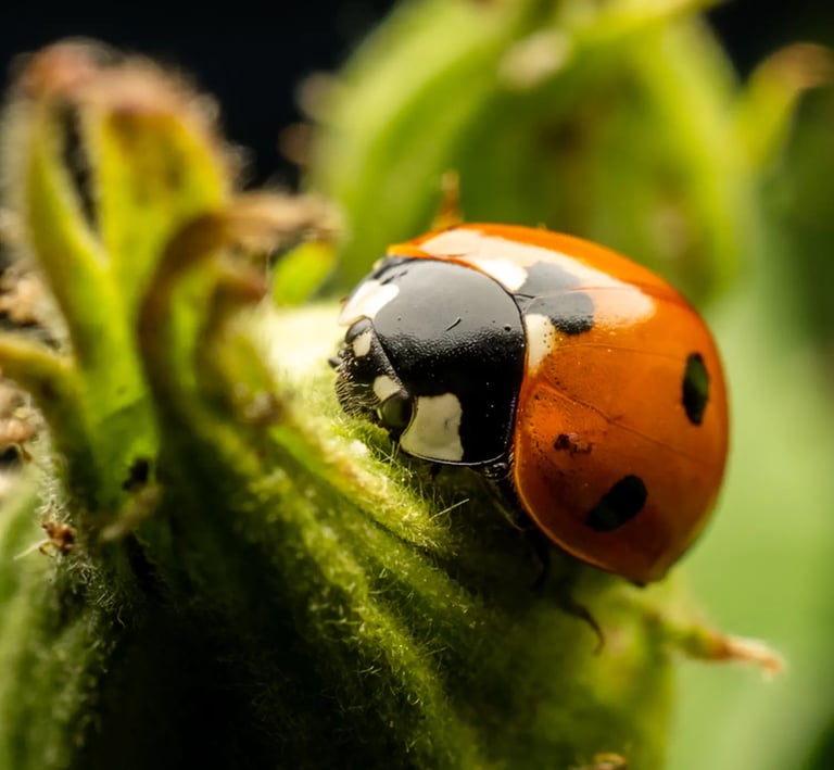 Ladybird on leaf