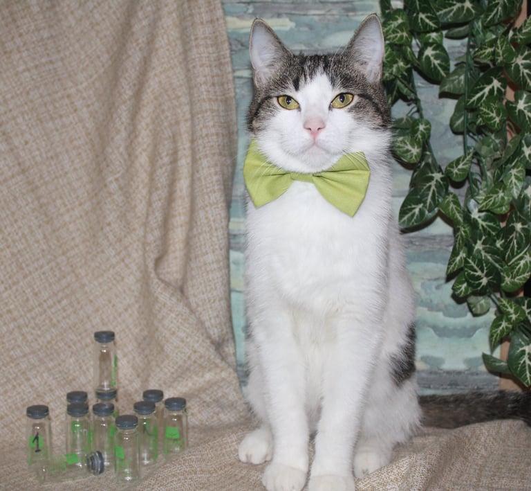 One of our domestic cats