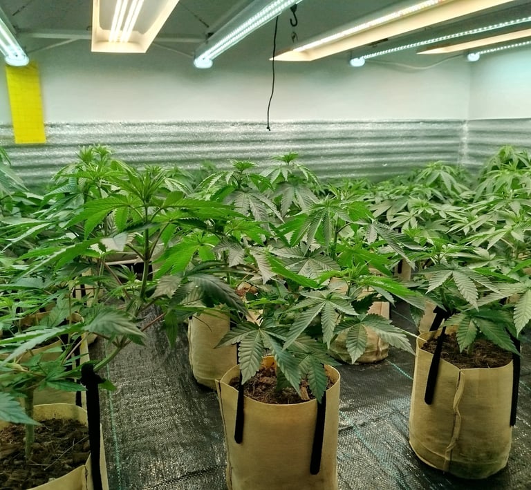 Culture de fleurs de CBD premium en espace de croissance contrôlé