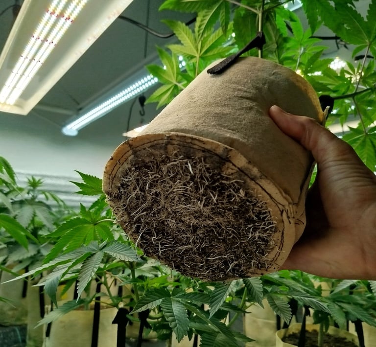 Producteur CBD Bretagne montrant les racines d’un jeune plant