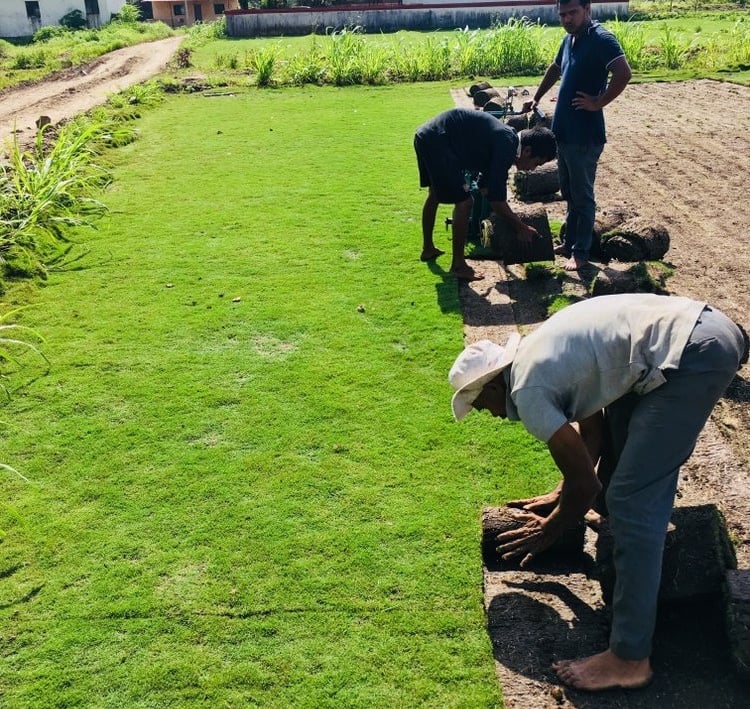 best lawn grass in Rajahmundry