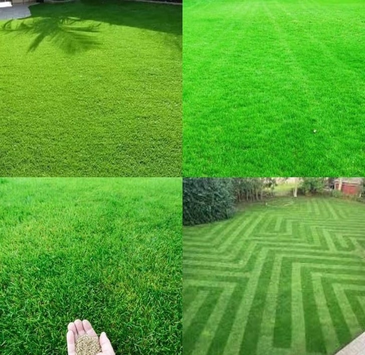 lawn grass supplier in Hyderabad