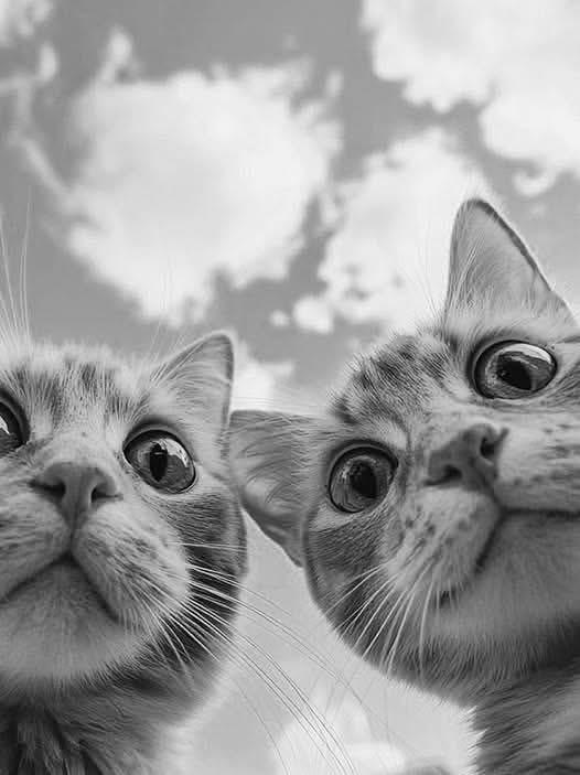 Chats curieux