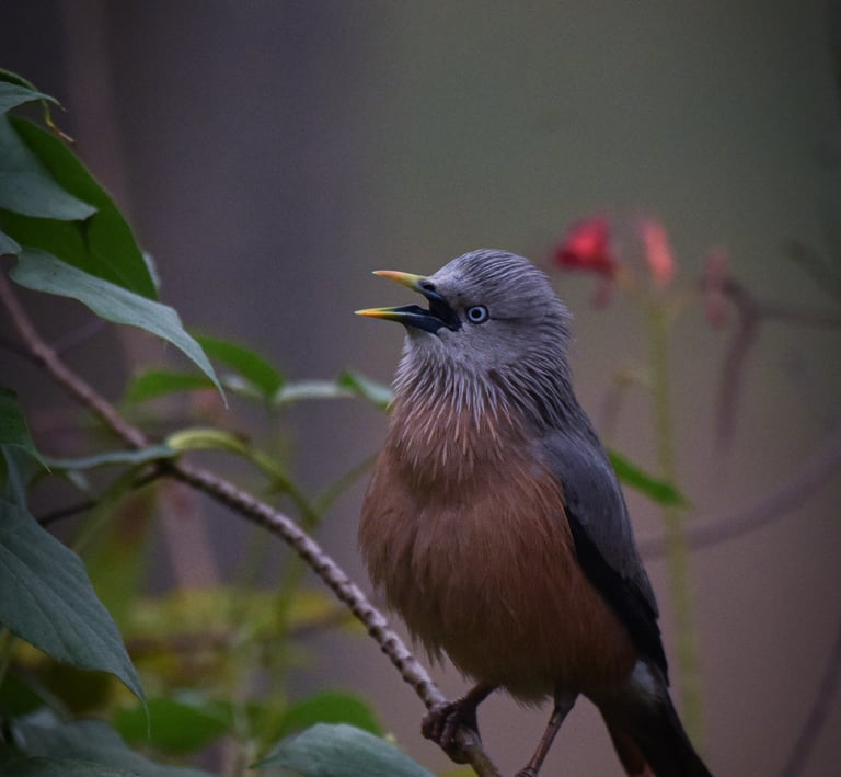 A nostalgic picture of a chetnut tailed starling singing vibrantly.