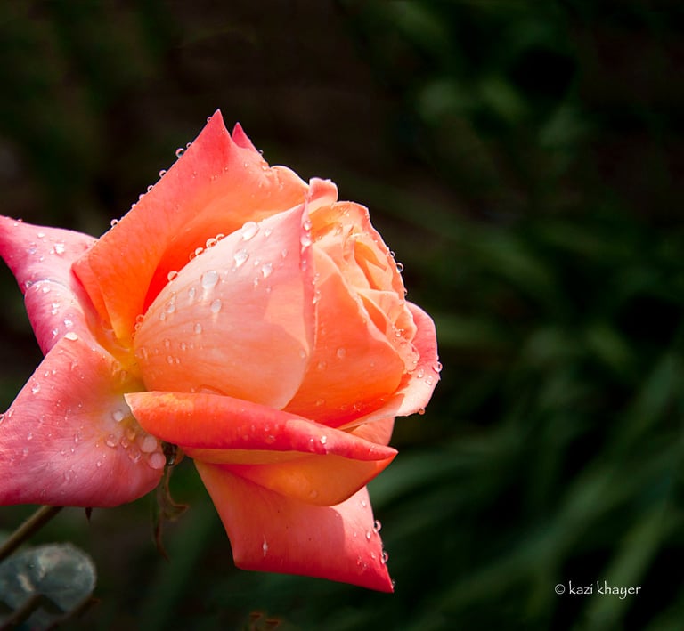 A vibrant picture of a rose with water drops all over its petals.