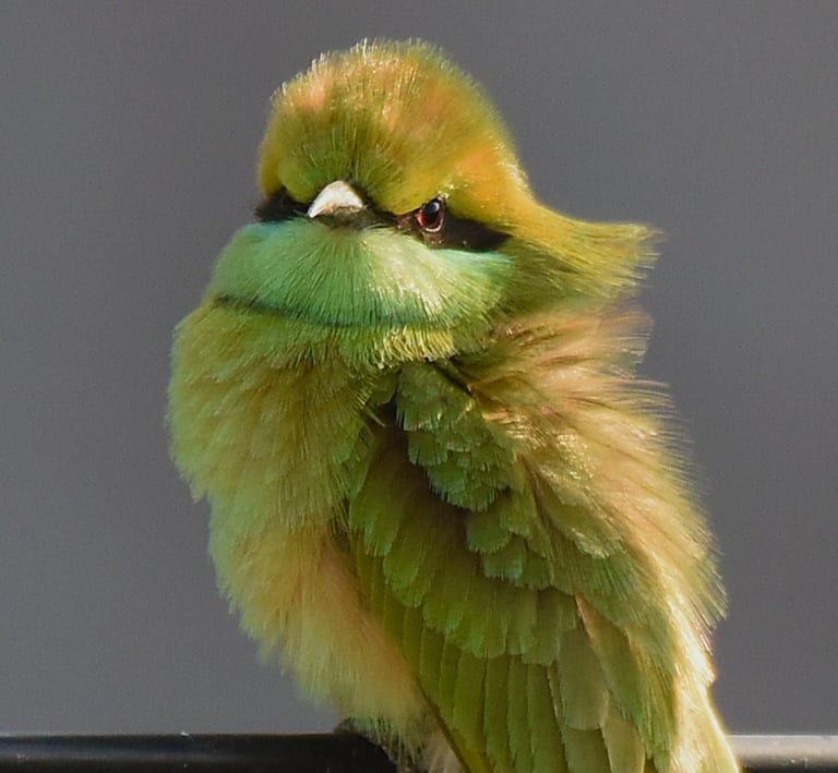 A beautiful close-up of a green bee-eater.
