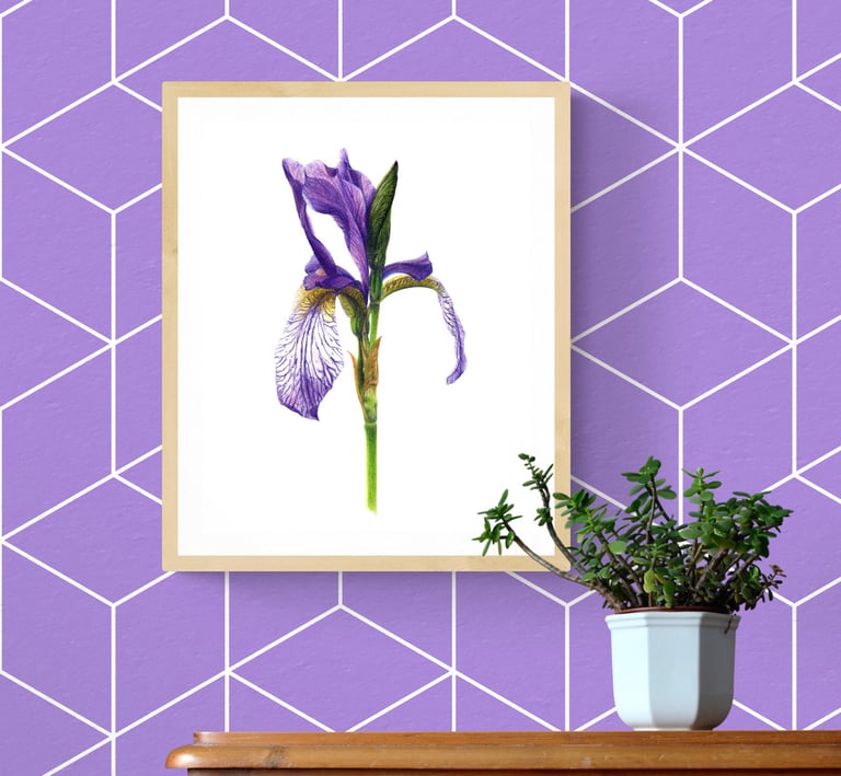 Siberian Iris print framed