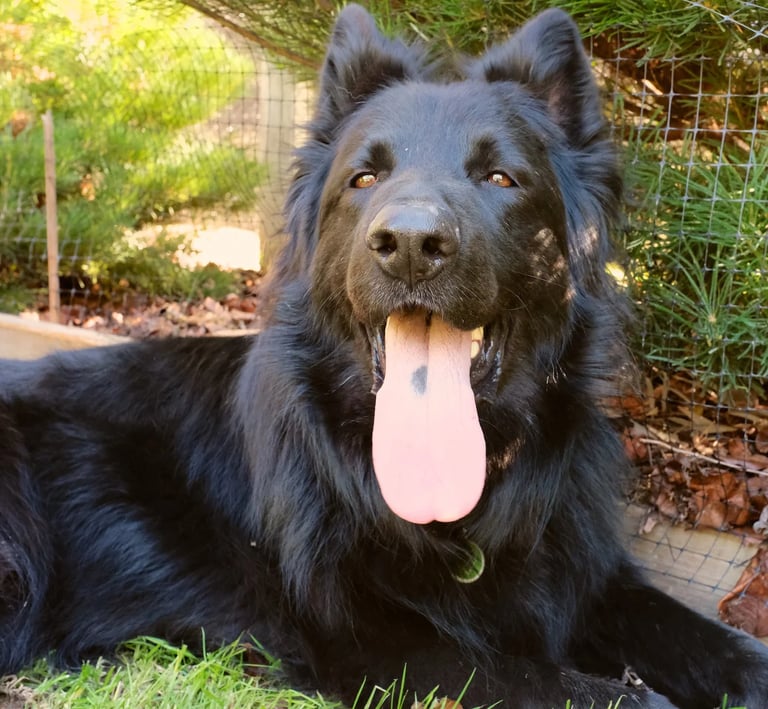 a dog laying down on the grass in a fenced in area
