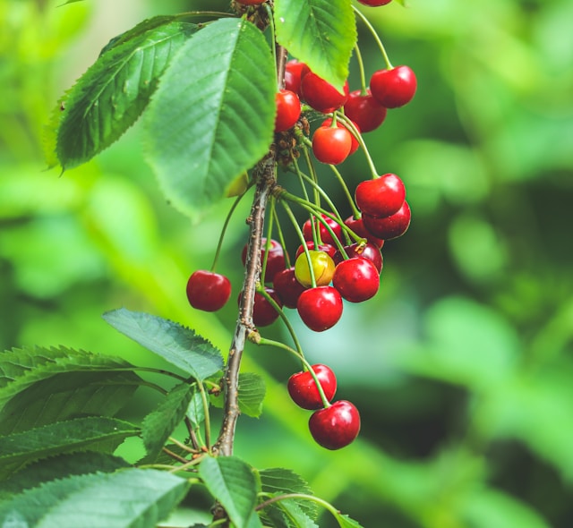 Cherries