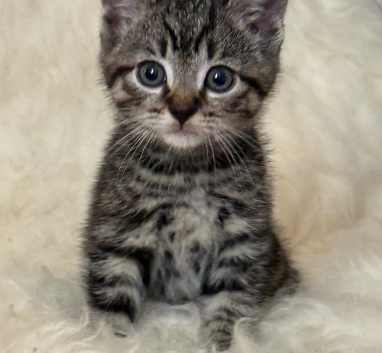 Kitten 