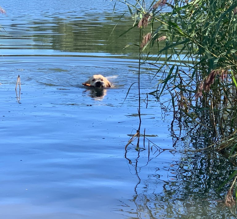 Golden retrieving in water