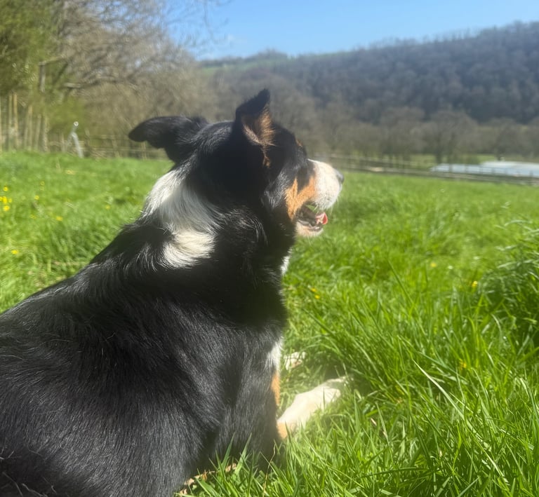 Border collie having a break