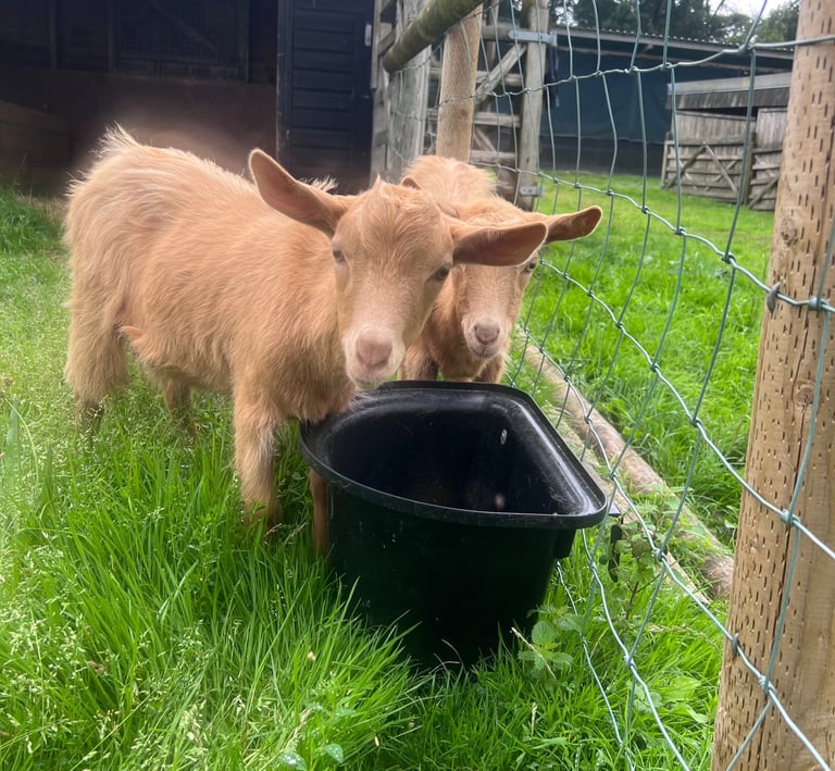 Two Golden Guernsey Goats