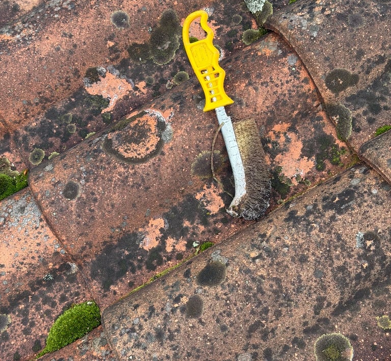 lichens et mousses toiture a nettoyer 