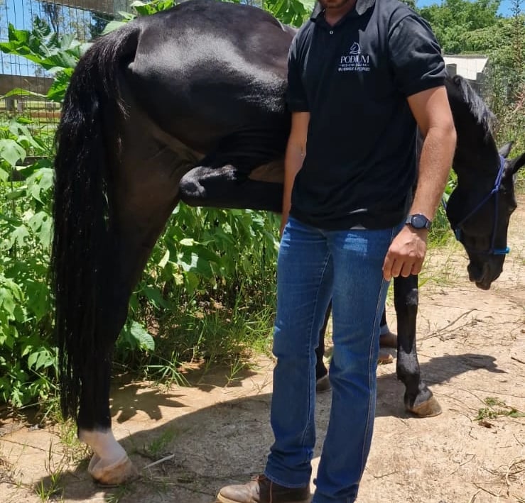 Clínica especializada em cavalos de alto desempenho esportivo