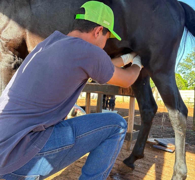 Veterinário equino realizando avaliação clínica em cavalo de elite