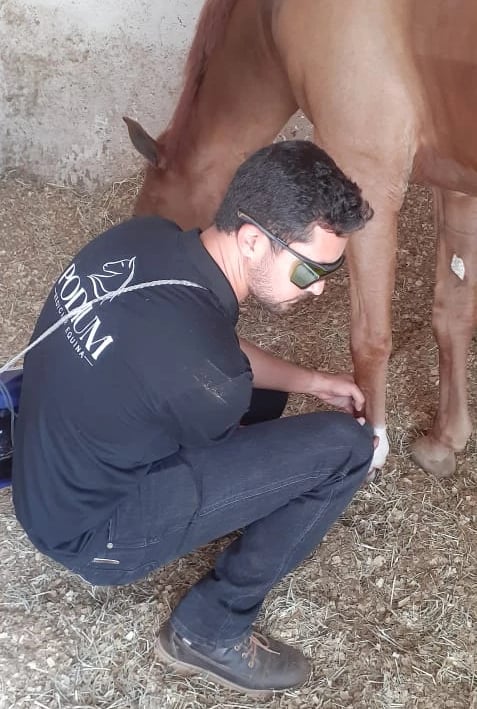 Medicina preventiva equina para longevidade e desempenho esportivo