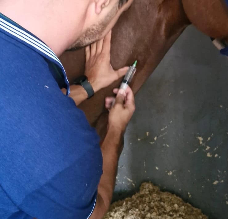 Acompanhamento clínico individualizado para cavalos atletas