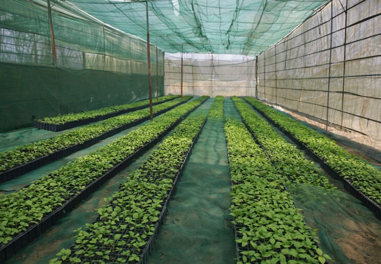 a greenhouse with a lot of plants growing in the middle of the ground
