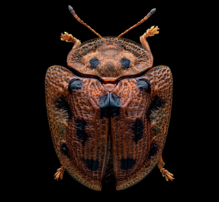 Laccoptera tredecimpunctata