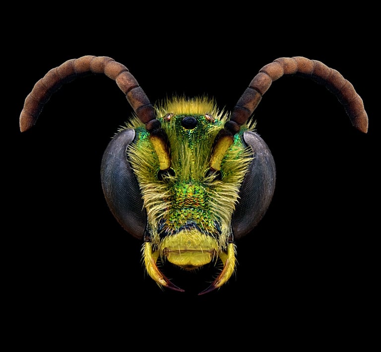 Agapostemon virescens