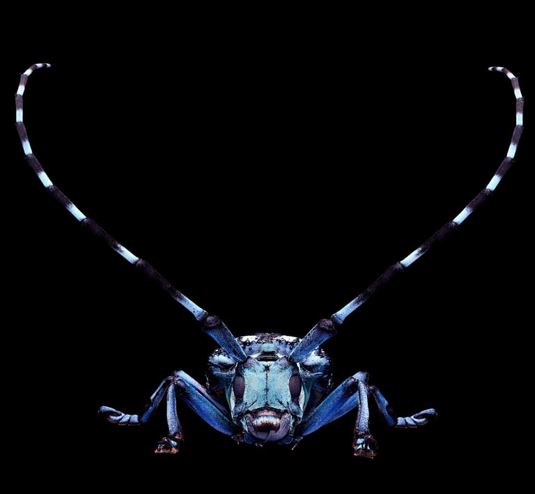 Anoplophora zonatrix