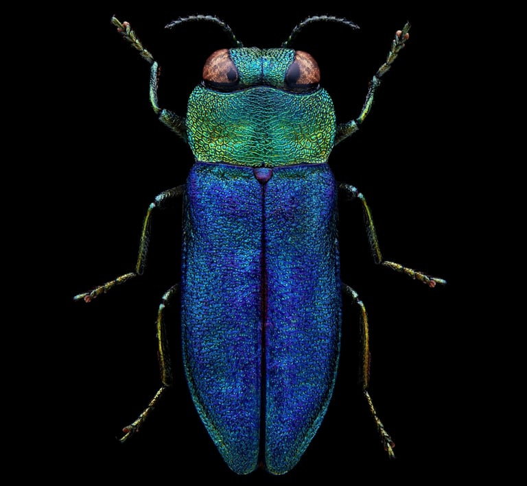 anthaxia nitidula prachtkäfer jewel beetle
