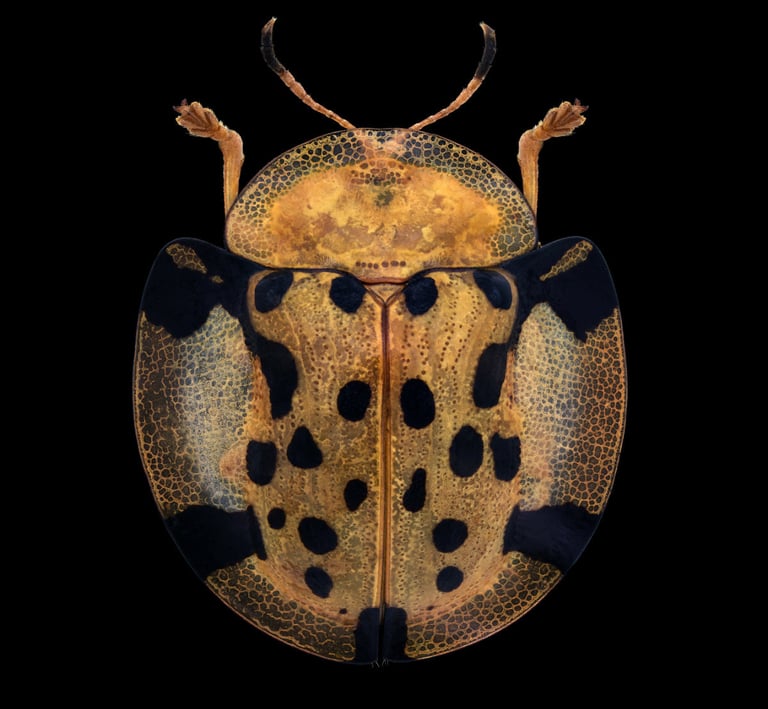 Aspidimorpha miliaris