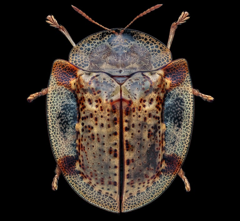 Aspidimorpha sp.