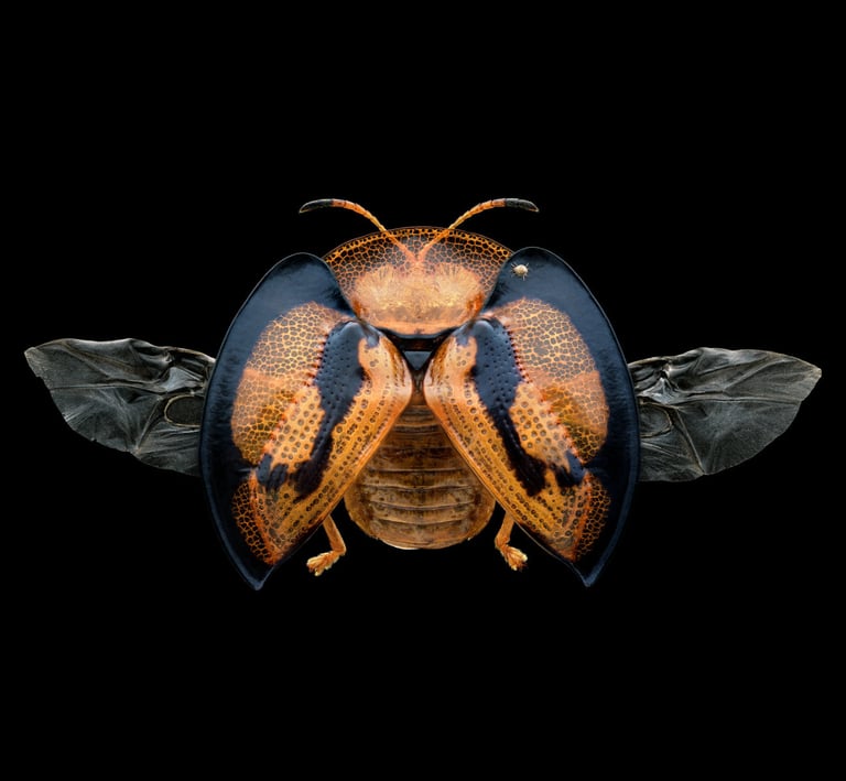 Aspidimorpha adhaerens