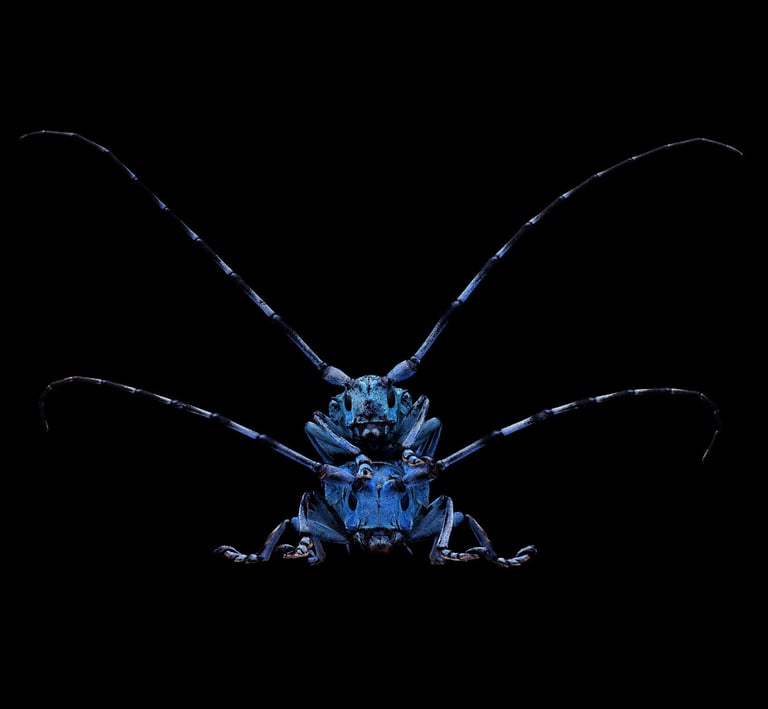 Anoplophora beryllina