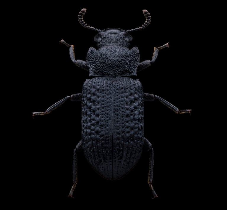 Bolitophagus reticulatus