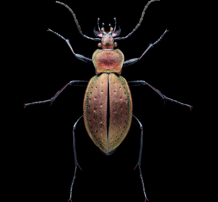 Carabus sylvestris