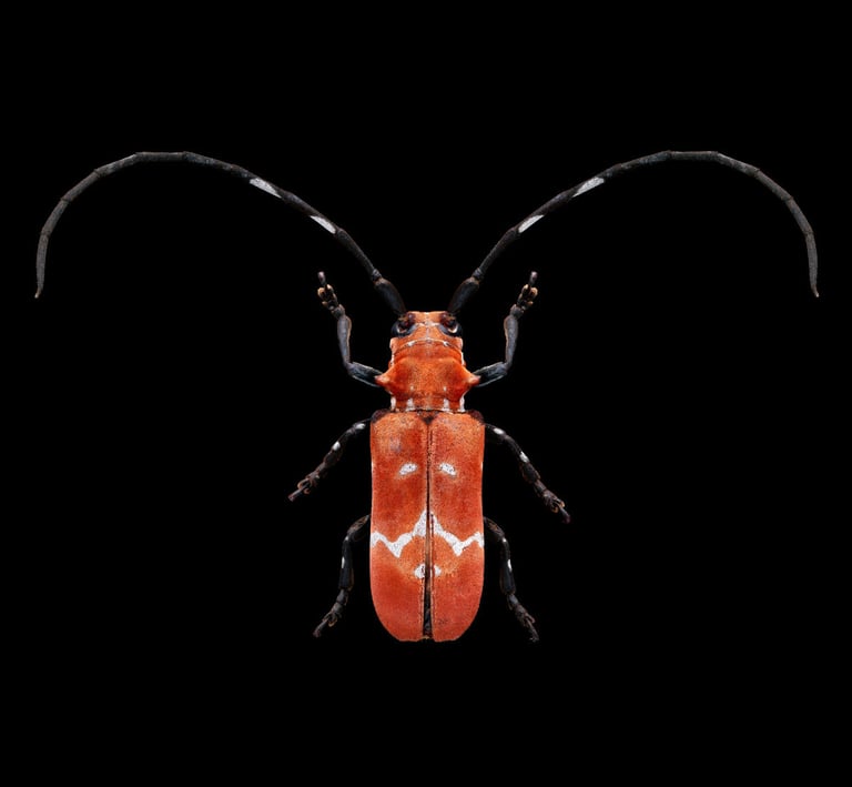 Callimation venustum