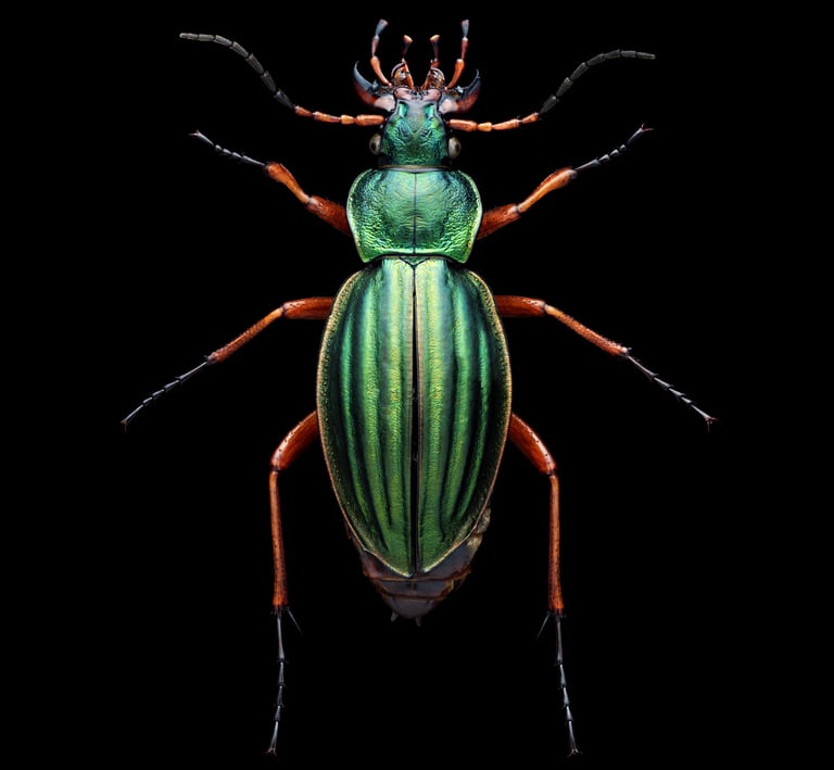 Carabus auratus