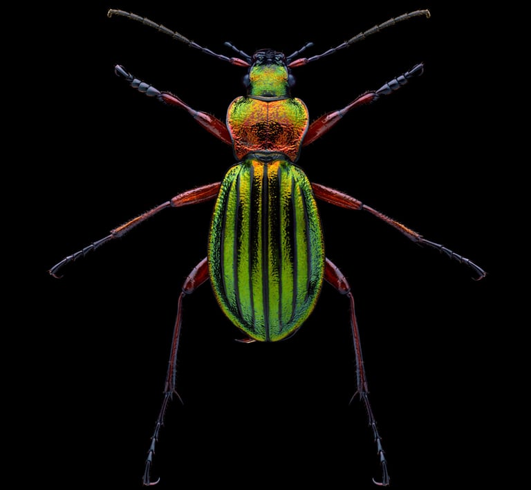 Carabus auronitens