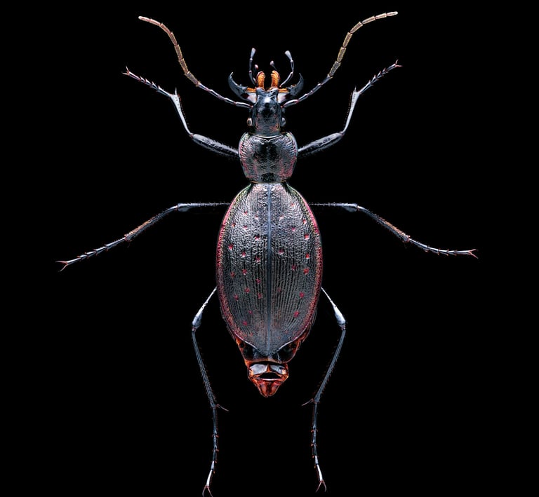 Carabus creutzeri