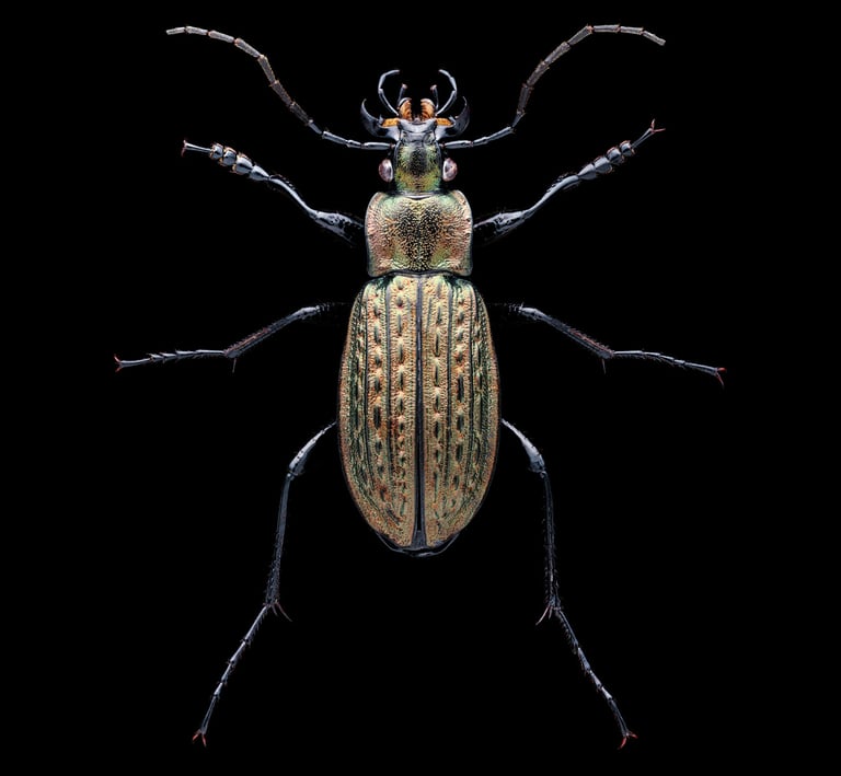 Carabus granulatus