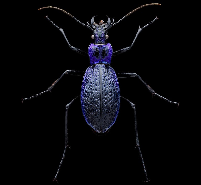 Carabus intricatus Waldlaufkäfer Laufkäfer
