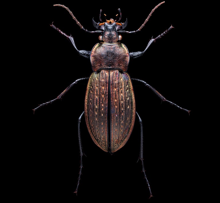 Carabus monilis