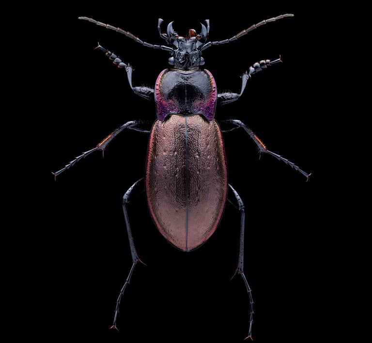 Carabus nemoralis