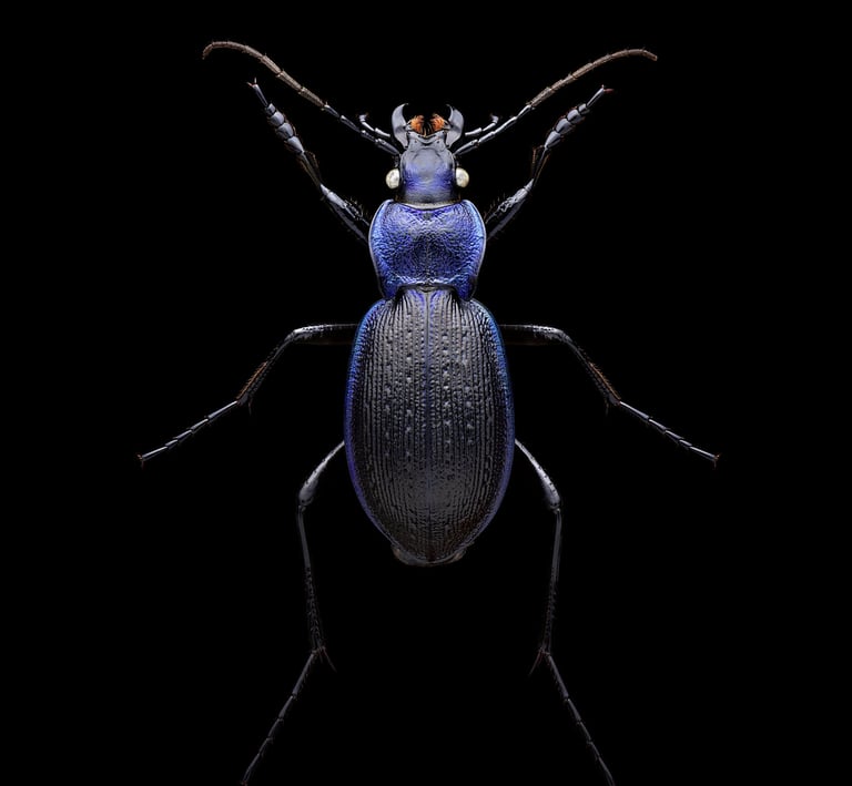 Carabus problematicus