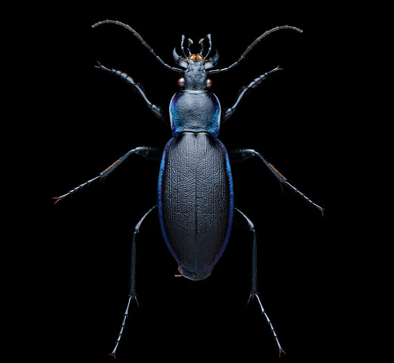 Carabus violaceus purpurascens
