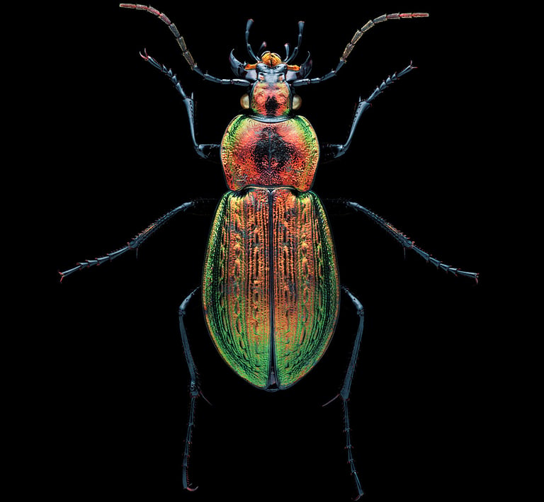 Carabus arvensis