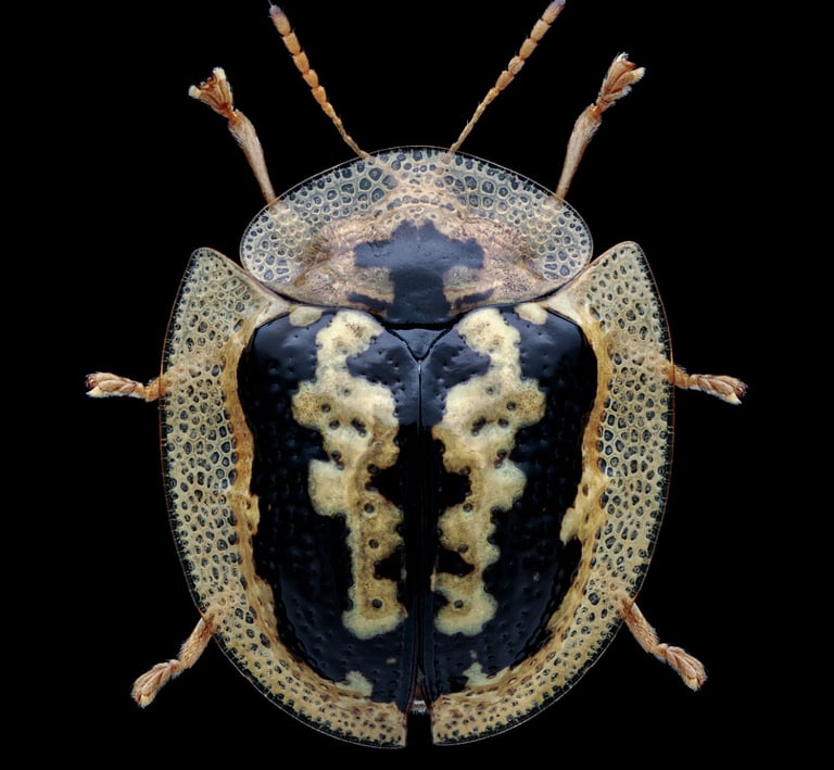 Cassida circumdata 